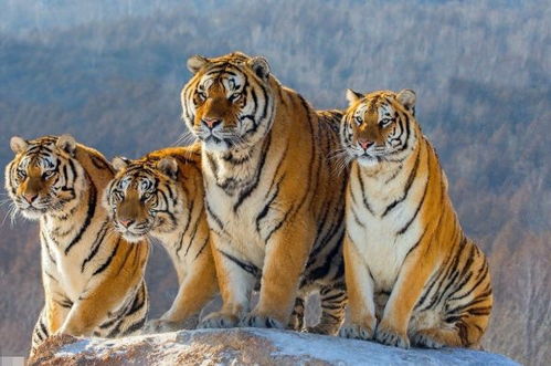 属虎人2026年的感情运势会有哪些变化和走向？