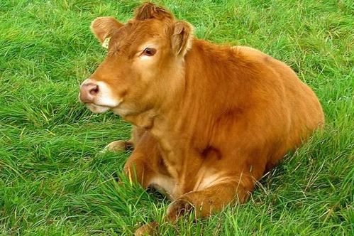 1997年属牛人2026年下半年运势如何？