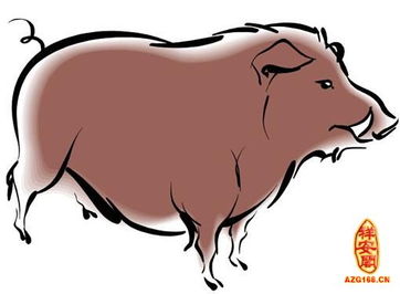 属猪每月运势分析具体包括哪些内容？