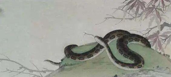 这些生肖专克蛇蛇！远离！