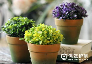具备特殊花语并具正能量效用的典型植物