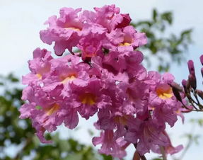 五、  紫微斗数视角下的福德与财帛分析