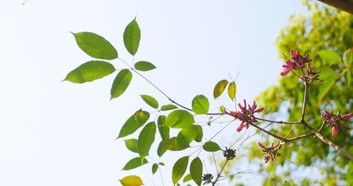 ：嫩绿小叶与含苞待放之花蕾——从植物学视角审视雏菊之象征意义