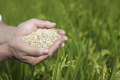 粮食梦境大乱炖