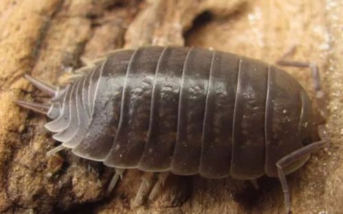 梦见碗里有虫子在啃食，这预示着什么不好的事情会发生吗？