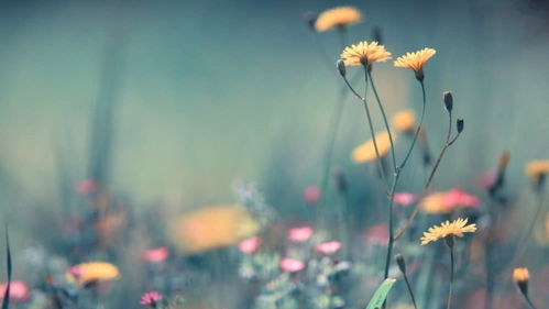 属兔天蝎座2026年运势和1987年属兔天蝎座2025年运气分别是什么？