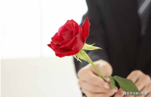 梦见玫瑰花预示怀孕生男孩，这是真的吗？