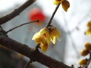 腊梅园的真相：2026年或将出现时空裂缝