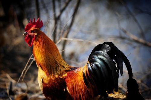 第一章：属鸡人生肖命理与风水布局的理论基础