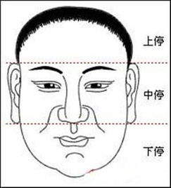 一、概念界定與形態描述