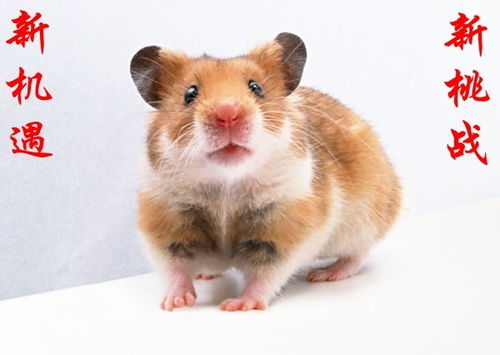 2026年属鼠的人运势大爆发，这一年他们的运气究竟如何？