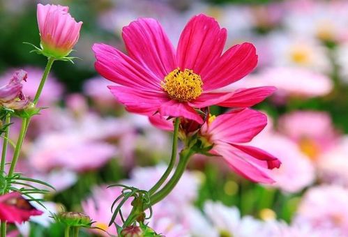 寓意生命力顽强的小名有哪些，可依体现旺盛生命力的名字是什么？