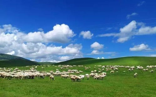 啊！草原上的羊和牛