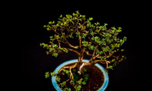 刨树刨出个金元宝？