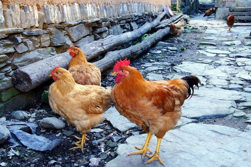 朋友送只鸡生了个蛋，这蛋的吉凶如何，民间口诀能否揭晓？