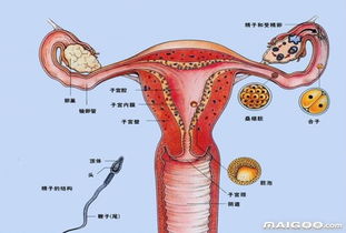 子宫壁薄的奇怪传说——到底会不会让月经跑偏？