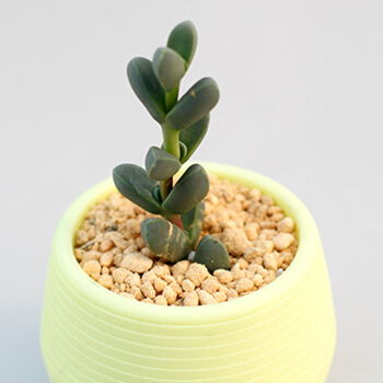 哪个生肖会被倾盆大雨打一生肖？