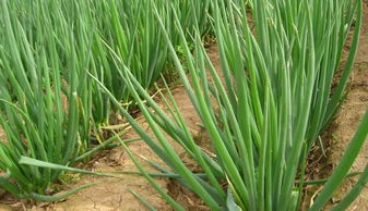 大葱梦的禁忌事项