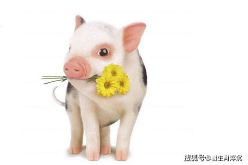 二、 属猪者之大运概览