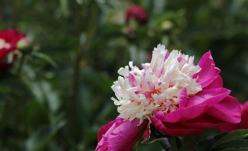 掌上明珠属于哪个生肖？