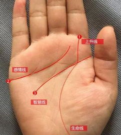 3．尾椎痣与肩胛痣的特殊指向