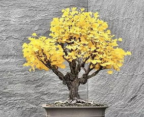 盆景银杏树摆放风水有何特别讲究？