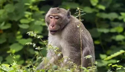 明天出生的人属什么生肖？如何查询明天属什么生肖？