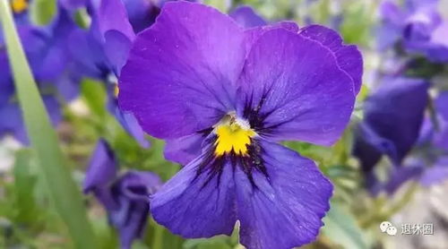 水瓶座的本命花究竟是什么呢？