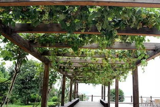 庭院风水适宜种植棕树吗？