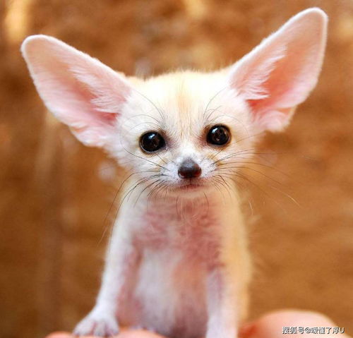 面从背言是什么生肖？打一生肖动物，它的尾巴有多长？