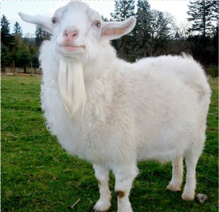 羊和哪个生肖最匹配？羊与属相相配的含义是什么？