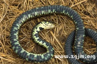 女人晚上做梦梦到好多死蛇，这是不是意味着什么？