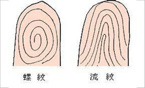 1. 現代科學視角下的指紋形成机制分析