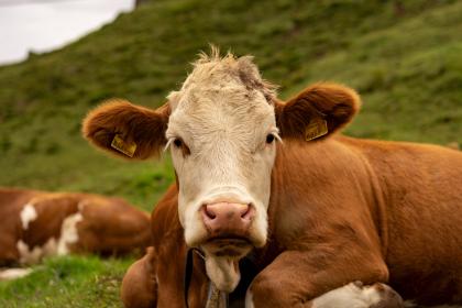 一、 先说说牛到底是怎么来的——乱七八糟版