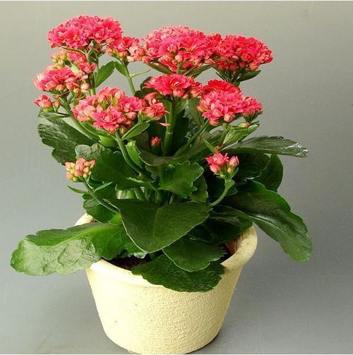 长寿花摆放会影响家居风水布局吗？