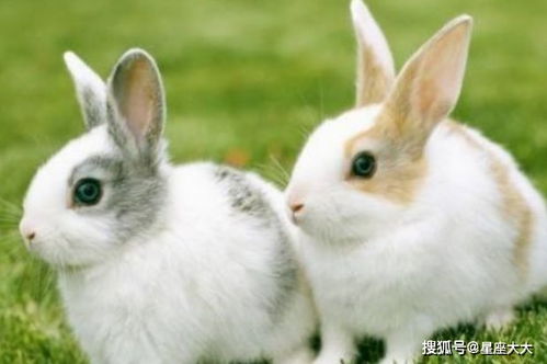 属兔人车牌和打牌方位如何选择才能旺财运？