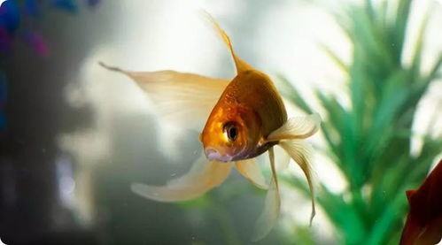 梦中金鱼游弋：多维度运势提升的象征