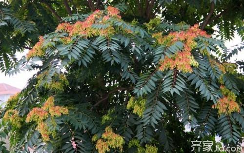 三、 种植形态与环境因素的禁忌考量