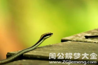 孕早期梦到小蛇预示着什么有什么特殊含义吗？