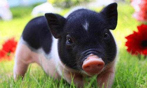 属猪的人的贵人生肖和今日贵人运具体是什么？