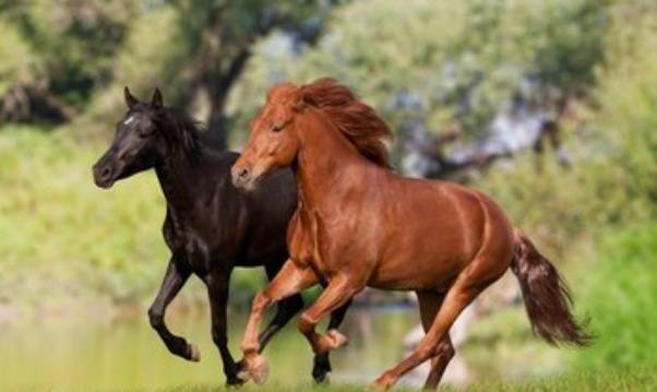 属马蛇年2月财运如何？蛇年属马最旺饰品究竟有何寓意？