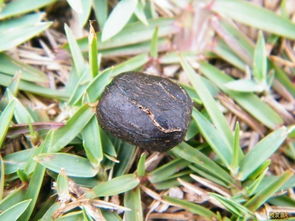 梦见羊粪蛋蛋是什么预兆？有没有什么特殊含义？