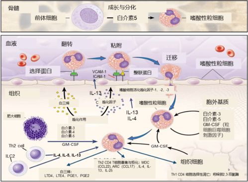 二、 流派分化及理论特征