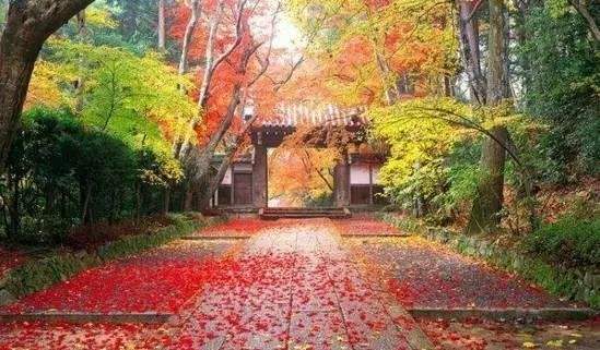 红叶观赏：别去“网红点”，  这些角落的红叶才够野