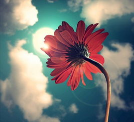 射手座与猪：乐观与纯真的价值