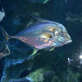 馆内隐藏彩蛋：找到这条鱼能中彩票