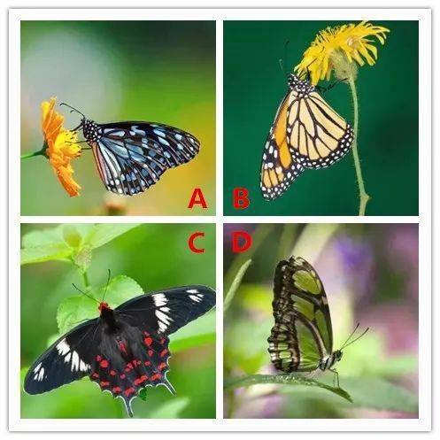 蝴蝶在十二生肖中代表哪个生肖？哪个生肖与蝴蝶最为相配呢？