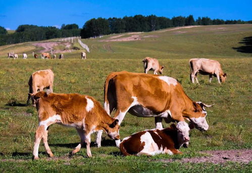 2026年属鼠的大凶和百年难遇现象具体指的是什么？