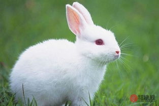 男属兔女属马结婚是否相配，他们的婚姻生活是否幸福美满？