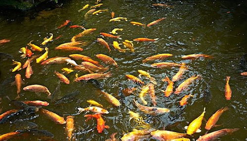 虎的“敢”字诀：果断行动与命运反转